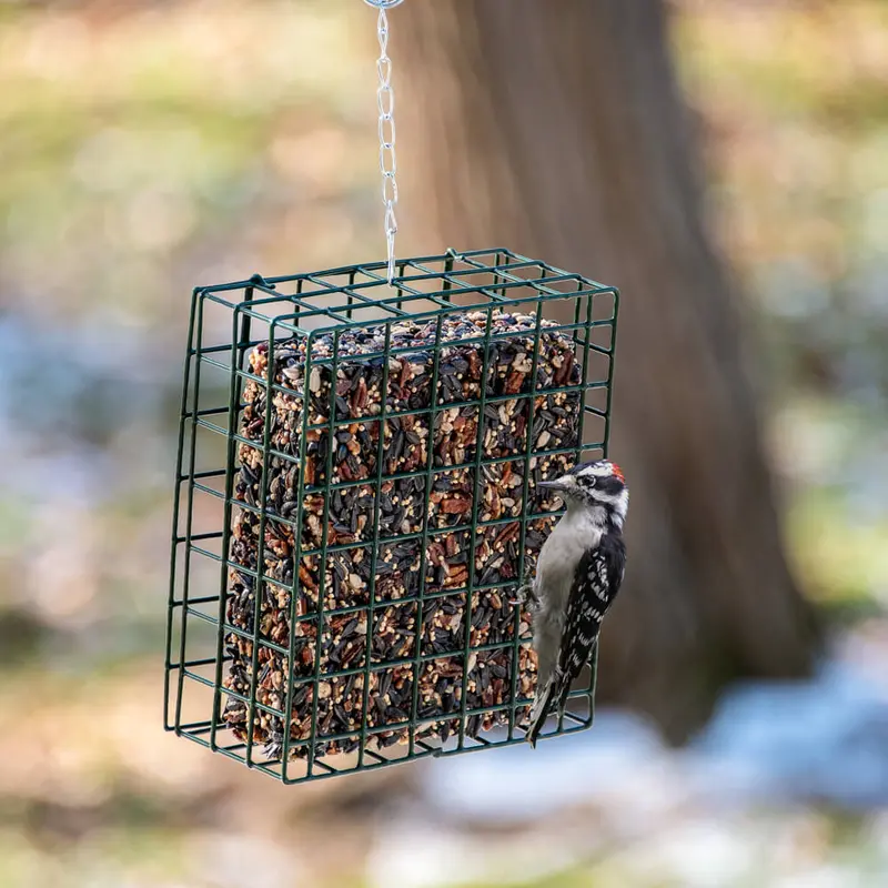 Mr. Bird Neatfeader 1